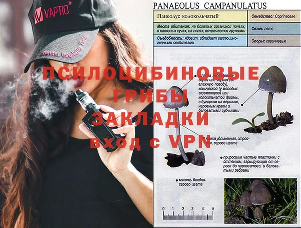 трава Белокуриха